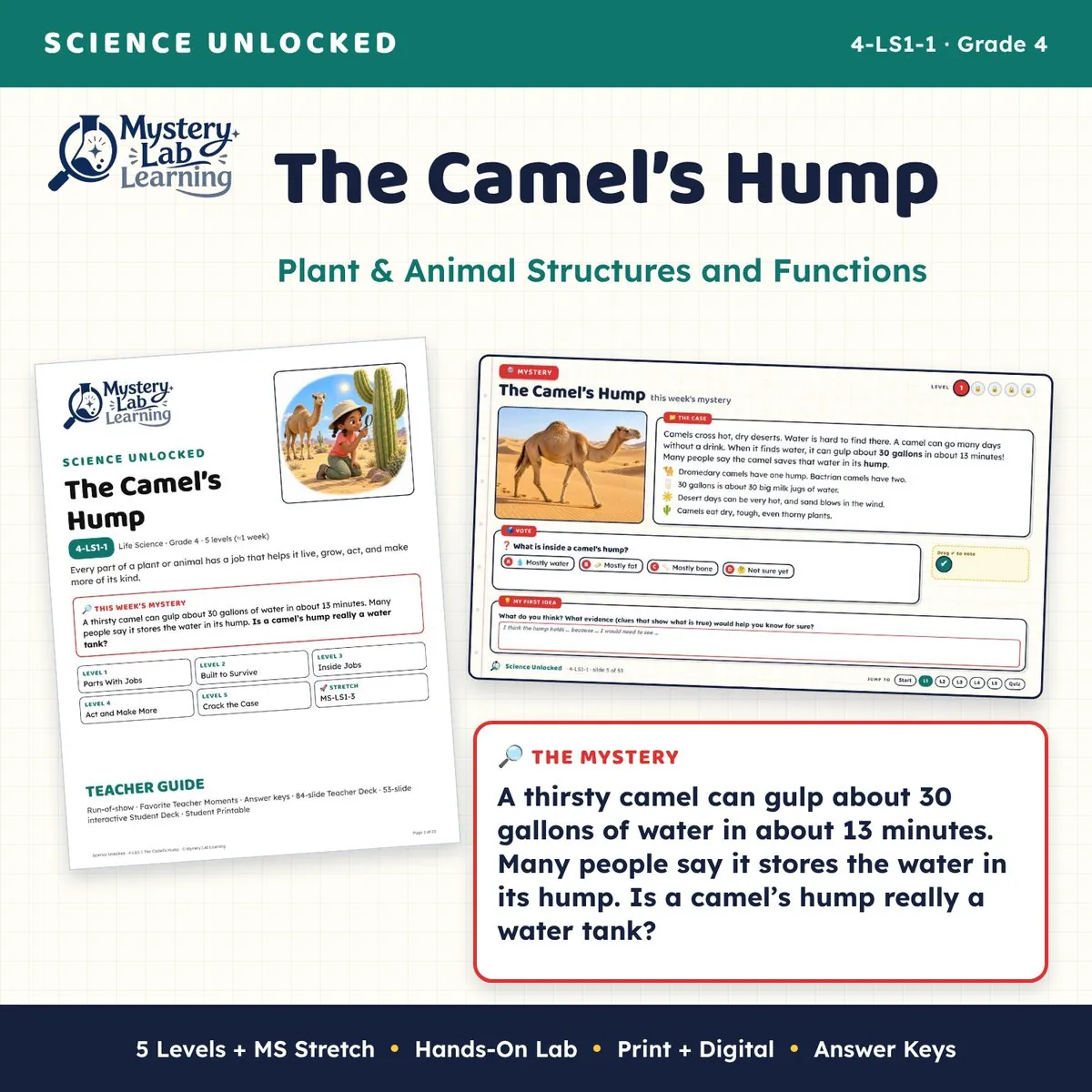 The Camel’s Hump cover
